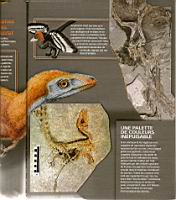 Les couleurs des dinosaures, Science & Vie 1113, 2010-06 (04)